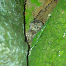 juv. Steinkauz  Foto: Norbert Pühringer