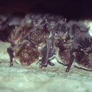 Wasserfledermaus - Wochenstube (Foto A. Vorauer) 