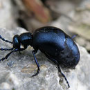 Meloe violaceus                                                              Foto: Robert Gattringer 