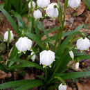 Frühlingsknotenblumen (Leucojum vernum)