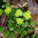 Wechselblatt-Milzkraut (Chrysosplenium alternifolium)