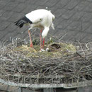                                                                                 Foto: Robert Gattringer