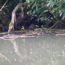 Auch der zweite Jungbiber hat hunger                                      Foto: Zobl/Au an der Donau                            