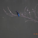 Eisvogel                                                             Foto Gerald Puchberger