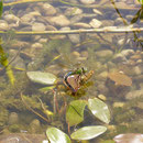 Große Königslibelle bei der Eiablage