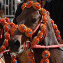 Sa Sartiglia - Oristano, Sardinia-Tours.com