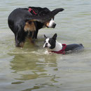 Hui, Diva steht noch....und Merlin tastet zum ersten Mal ans schwimmen.