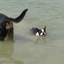 Hurra, es klappt, Merlin kann schwimmen und es macht riesigen Spaß :-)