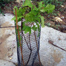 Reprise du Quercus Robur