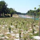 Plantations I