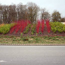 Plantations sur un rond-point