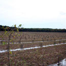 Plantations