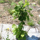 Arbre prêt à être planté