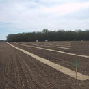 Mise en place du paillage au sol