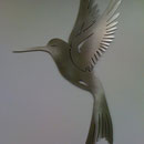 Kolibri