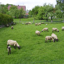 Mähring