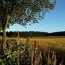 Mähring