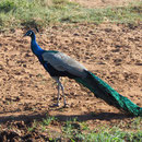 Pfau