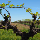 Barossa-Valley zum Zweiten - und diesmal mit Degustationen