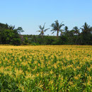 Getreidefeld ausserhalb von Ubud