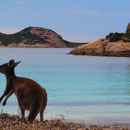 Känguru in der Lucky Bay - das Seegras ist ein Gaumenschmaus für die Hüpfer