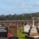 Weinreben im Barossa Valley - ob dieser Wein ein makabren Geschmack hat?!?