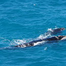 Southern right whales resp. auf deutsch...