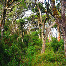 Der Urwald ist dicht und verwuchert