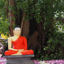 Der "meditierende Buddha" sitzend unter dem berühmt berüchtigten Bodhi-Tree