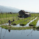 Schwimmender Garten am Inle-Lake