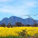 Der "Bluff Knoll" aus der Ferne
