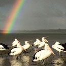 Wunderschön bei der Streaky Bay
