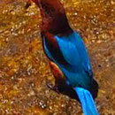 Kingfisher - ein Prachtexemplar