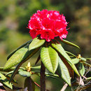 Eine schöne Blume