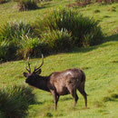 A Hirsch :-)