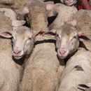 ... und die armen Schweine - äh Schafe -  waren eingepfercht im Road Train
