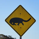 What the hell...? Dinosaurier in Australien?