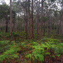 Karri-Forrest...
