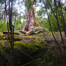 Dieser Baum wächst auf einem Felsbrocken. Eigentlich nichts extrem aussergewöhnliches, aber der Aussie schafft es, daraus eine Touristenattraktion zu machen