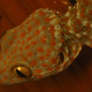 und was für ein "gfrässiges". Eines Abends sehen wir diese Echse einen kleinen Gecko verspeisen