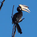 Aber mit dem digitalen zoom ist es möglich (der Nashornvogel)