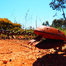 Roora Nature Reserve Trail mit Eisenskulpturen