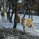 Beschäftigung mit Futtersäcken im Winter