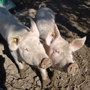 Emma und Loni im Septeber 2013 - schon richtig groß geworden!