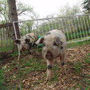 Die Turopolje Ferkel im April 2014