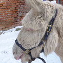Romeo mit seinem Winterkuschelfell
