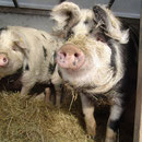 Mit einem Jahr sind unsere Turopolje Schweine schon über 100 kg und genießen auch im kalten Winter den Auslauf und die schöne Schweinehütte voller Stroh und Heu.