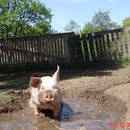 Suhlen ist wie Atmen, wenn man ein Schwein ist.