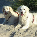 Immer noch aufmerksam den Strand beobachten !!!