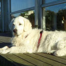 Jule beim Sonnenbaden